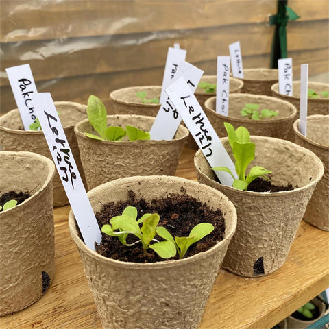 Dalzom versatile garden pots for tomatoes and cucumbers.