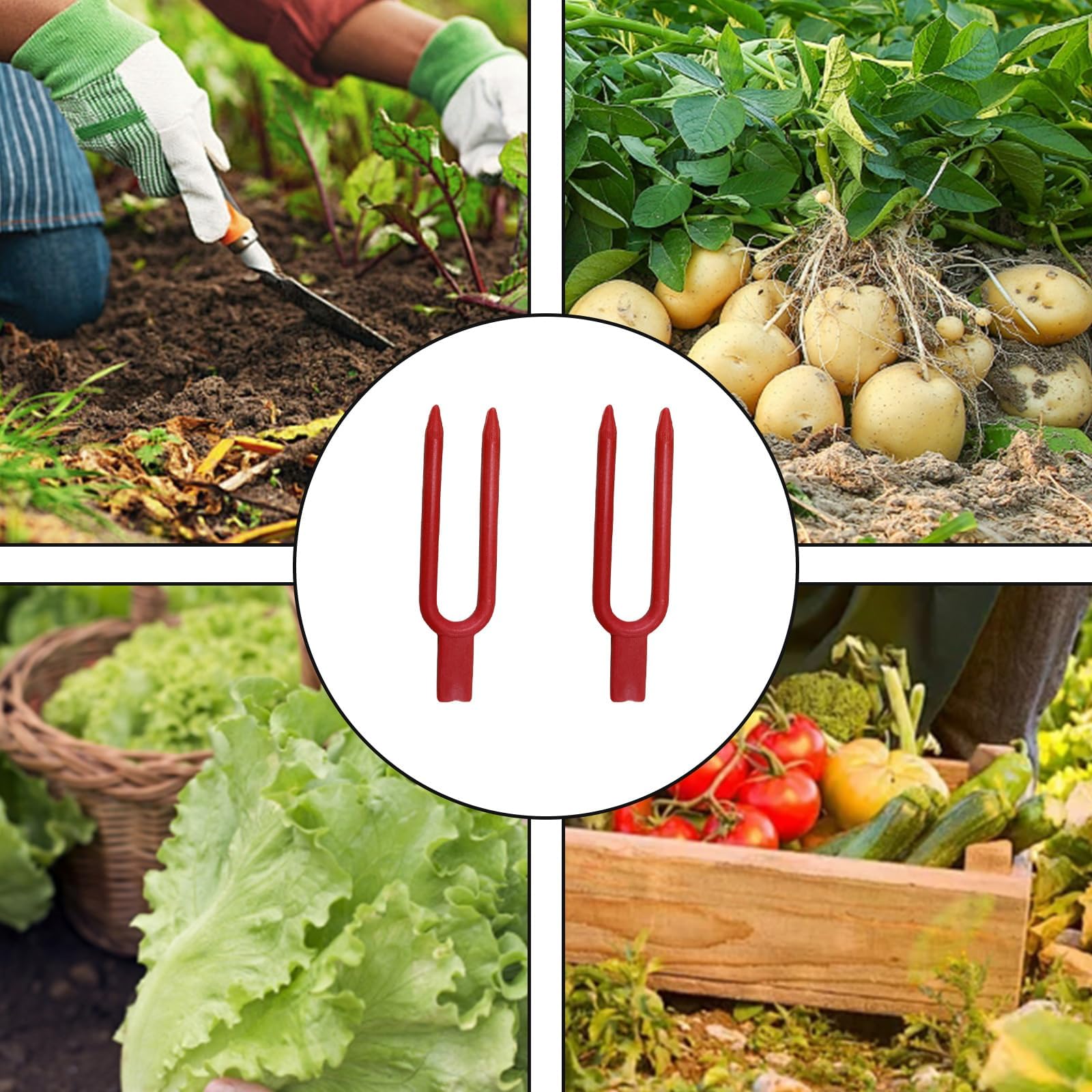 Dangjuacua garden fork and watermelon fork stabilize heavy vines.