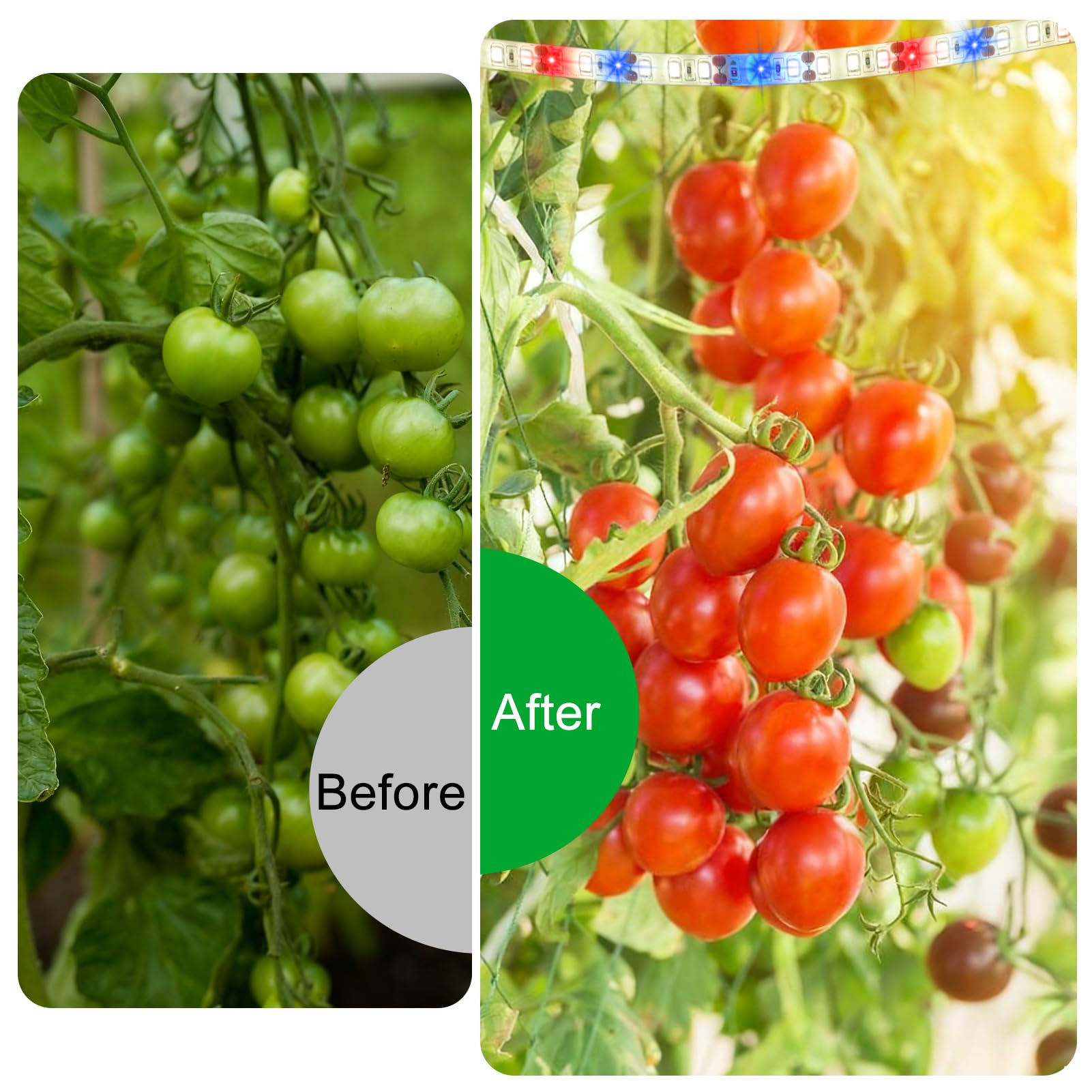Danhh full-spectrum grow light strip highlights sunlike spectrum for houseplants.