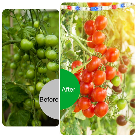 Danhh full-spectrum grow light strip highlights sunlike spectrum for houseplants.