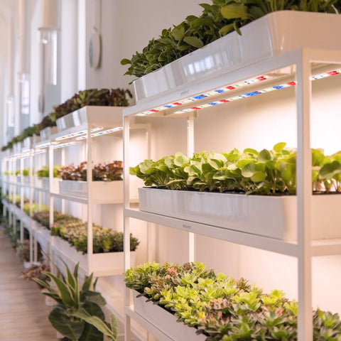 Danhh seedling-friendly lighting supports herbs and succulents with even coverage.
