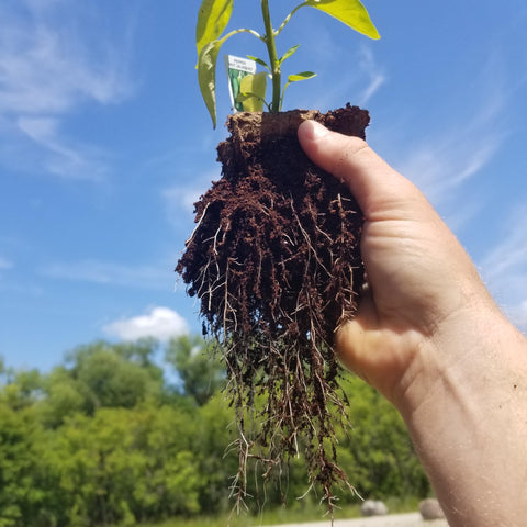 Daniel's Plants 3-inch naked pot with seedlings ready for transplanting into soil.