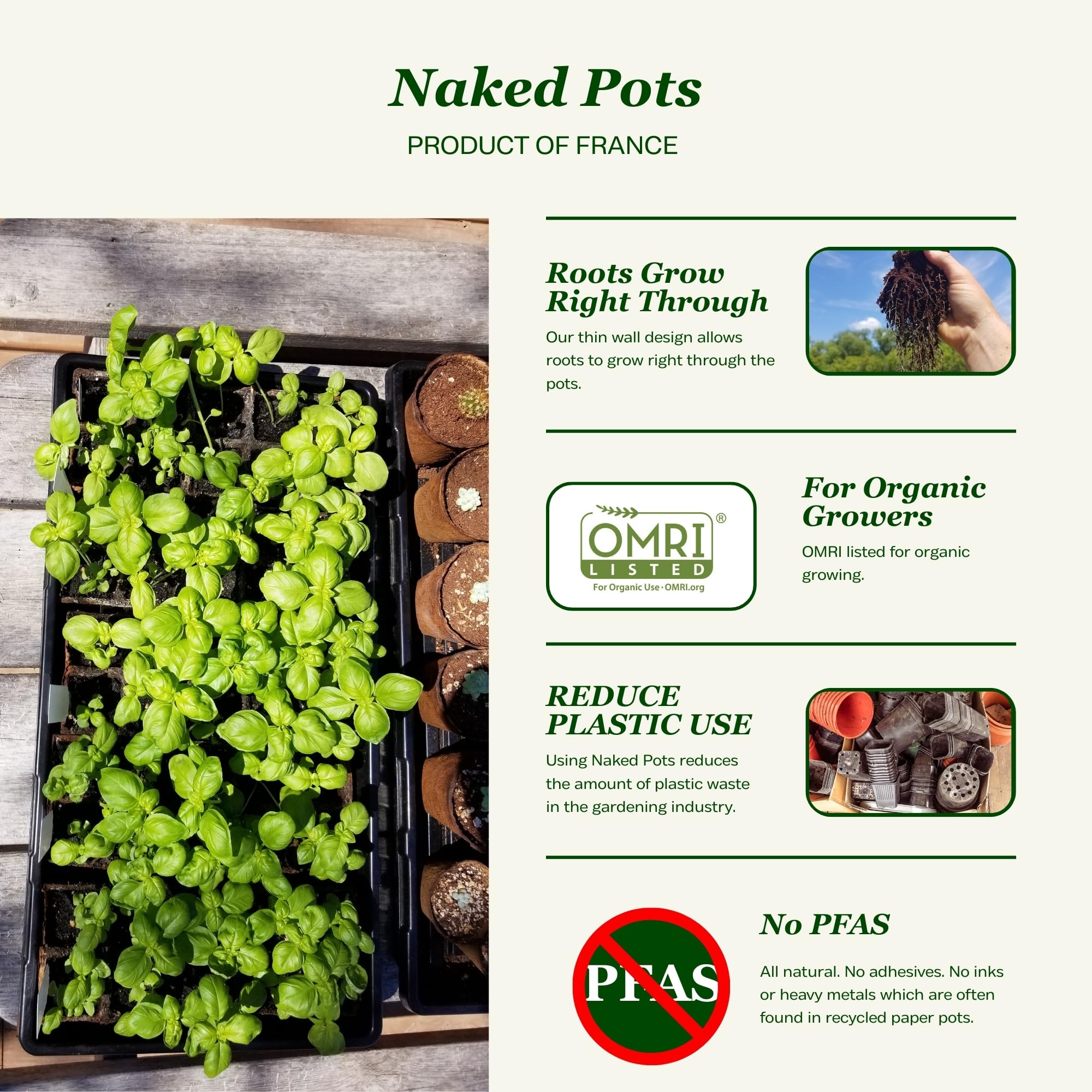 Daniel's Plants 4-Inch naked pot supports healthy tomato seedling growth.