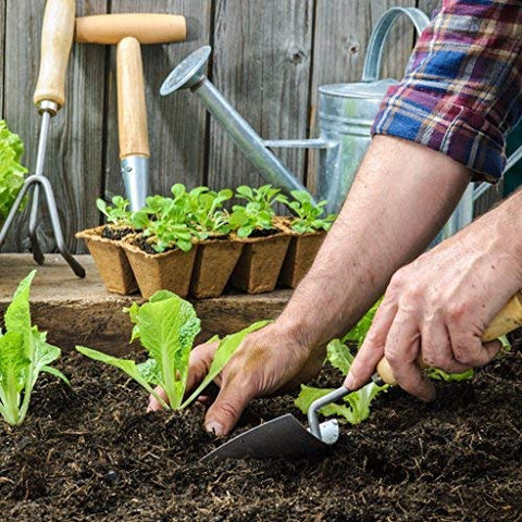 Daniel's Plants direct-to-soil transplant capability for easier planting.