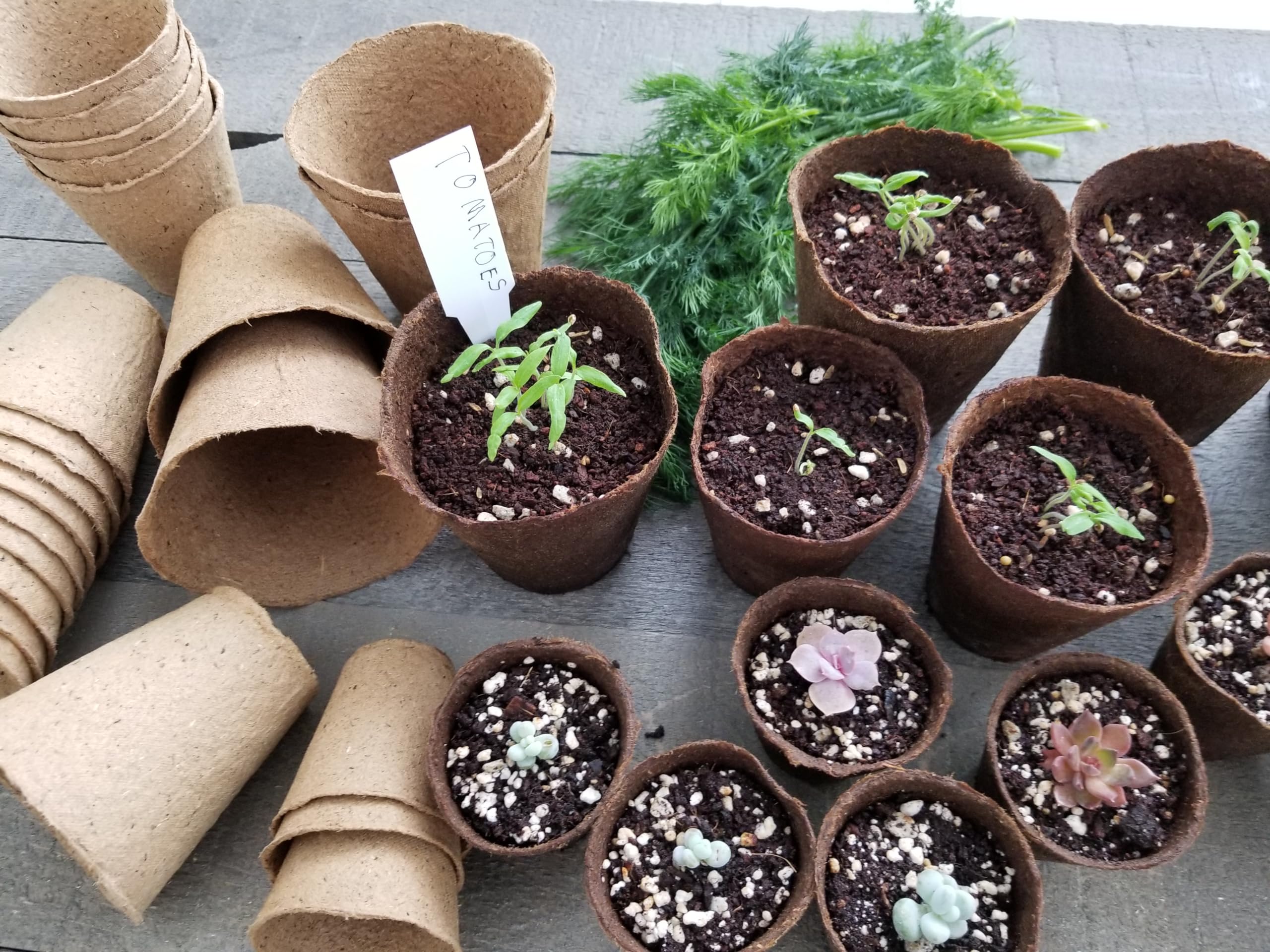 Daniel's Plants pot features enhanced aeration design.