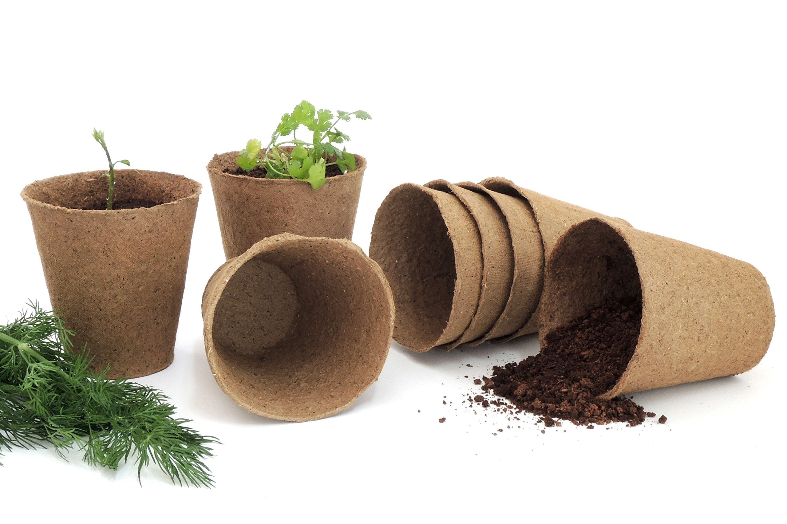 Daniel's Plants peat-free seed starter pot.