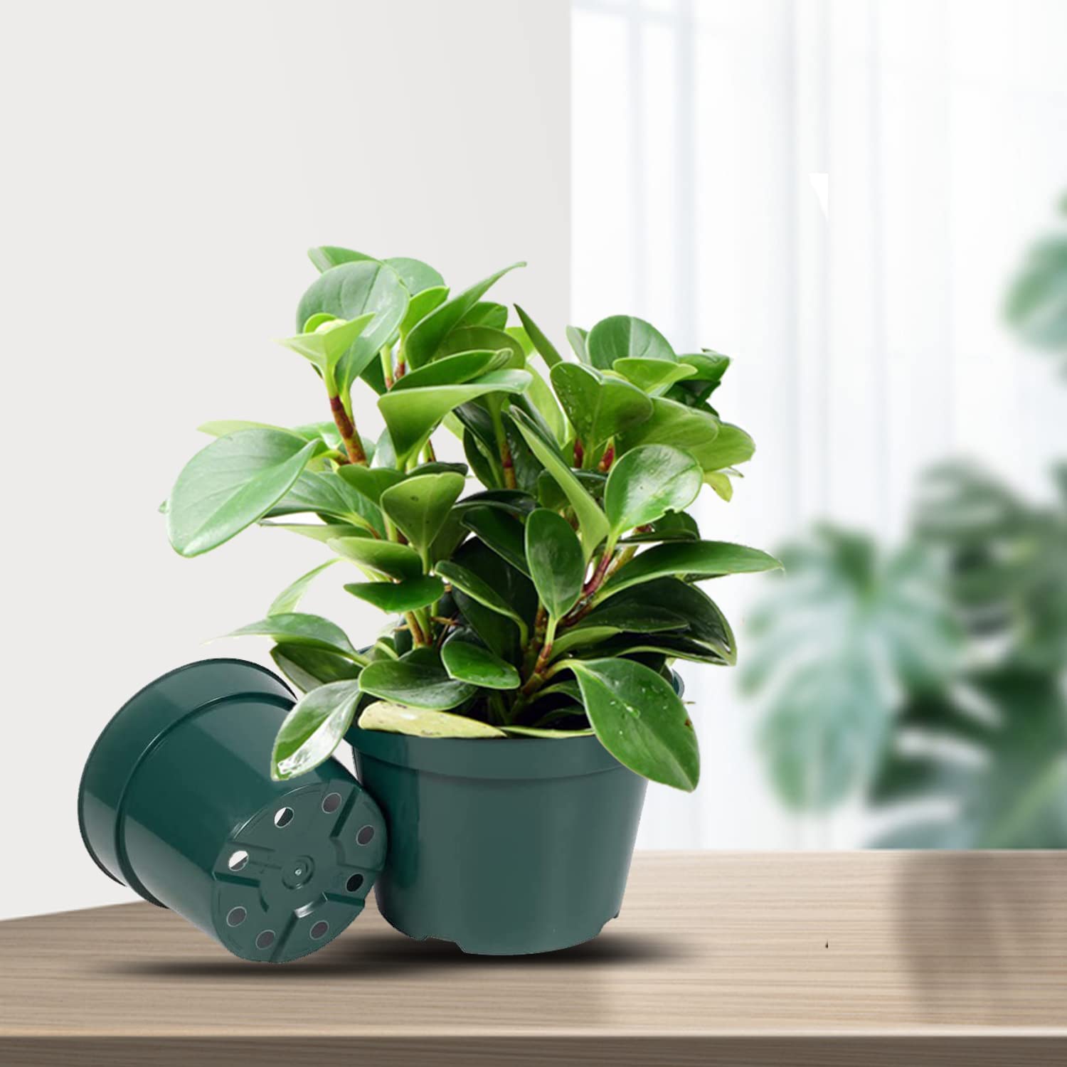 DAPERCI thick-walled 6inch nursery pot resists warping during reuse.