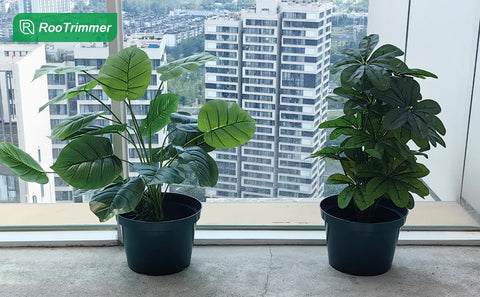 DAPERCI RooTrimmer 8-inch pot indoors with healthy seedlings