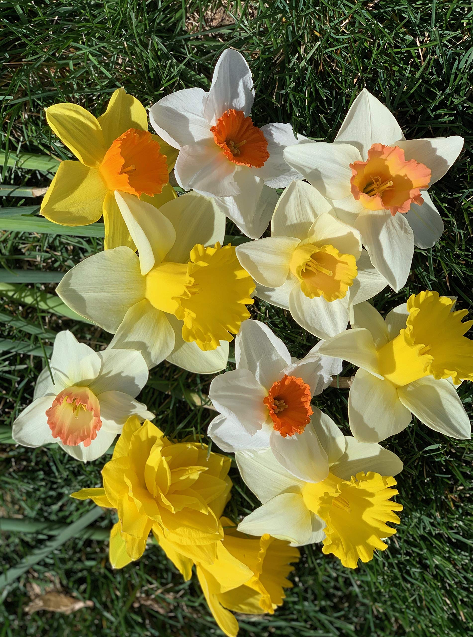Daylily Nursery 50 Daffodil Mixture vibrant narcissus blossoms for sunny borders.