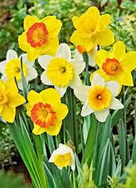 Daylily Nursery 50 Daffodil Mixture large cupped giants emerging in spring.