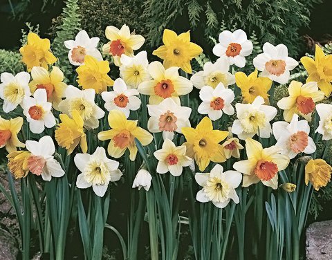 Daylily Nursery 50 Daffodil Mixture varied colors along a garden border.