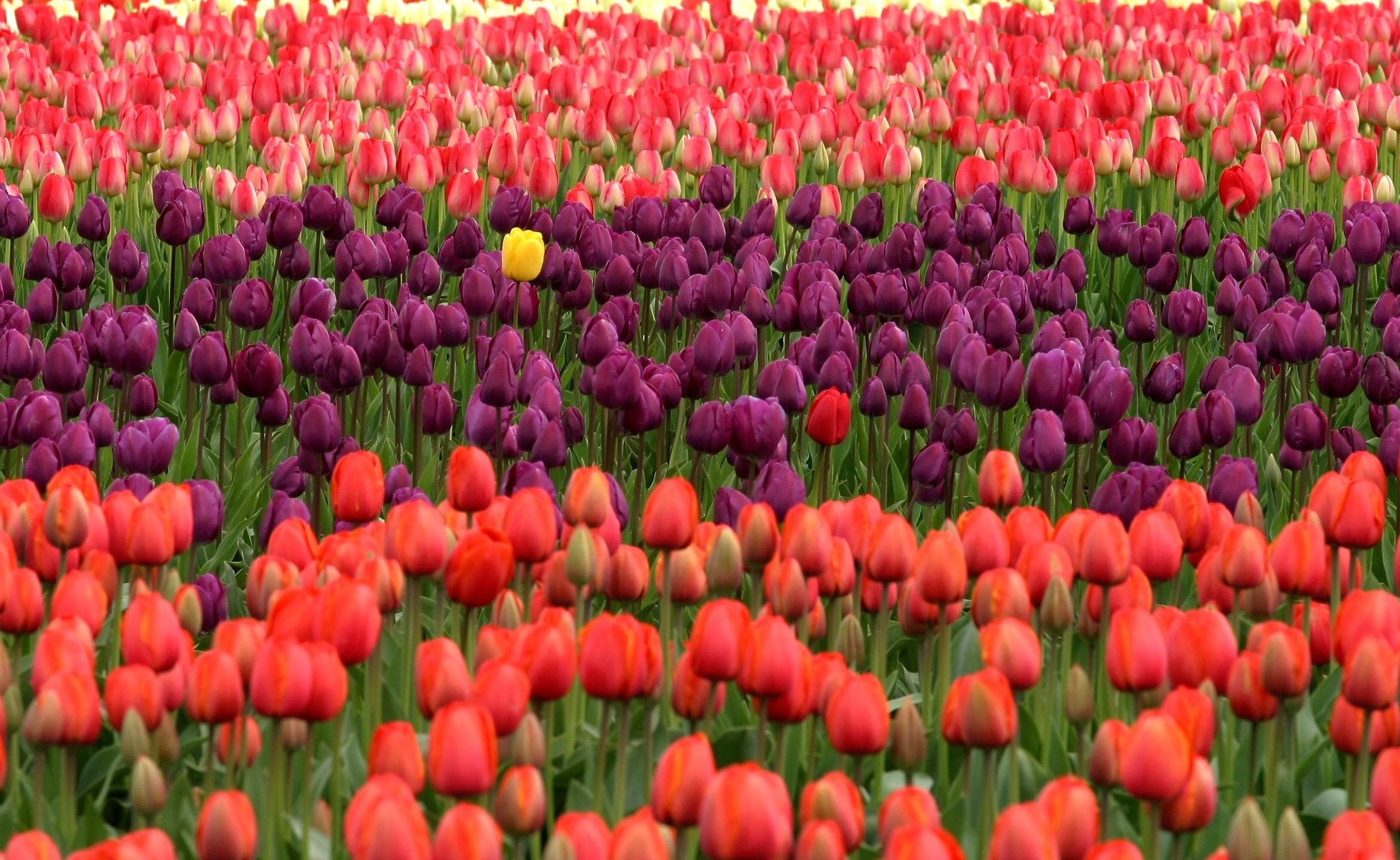 Daylily Nursery tulips ideal for indoor forcing and early season color.