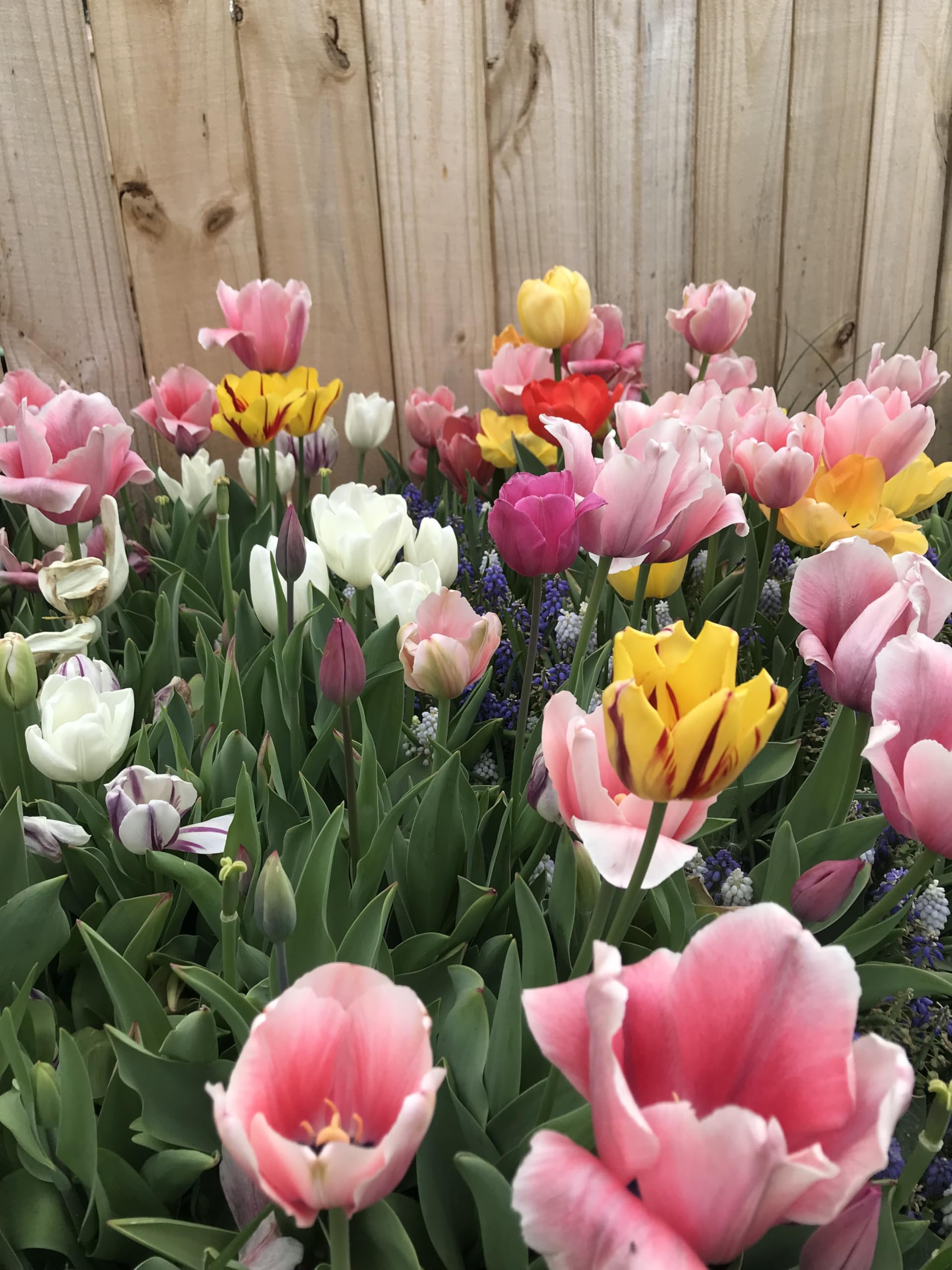 Daylily Nursery Perennial Tulip Mix tall 18-20 inch stems ideal for indoor forcing