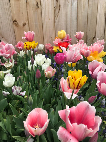 Daylily Nursery Perennial Tulip Mix blooms in vibrant colors for spring borders.