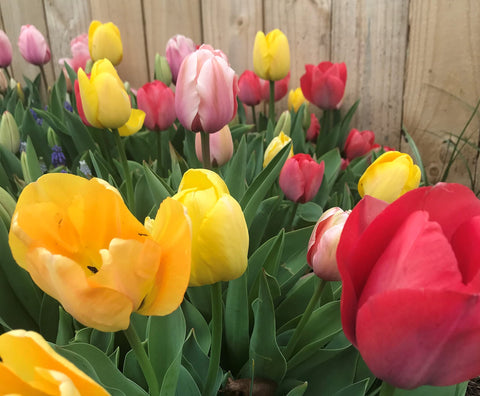 Daylily Nursery Perennial Tulip Mix plant Oct–Dec for a colorful spring display