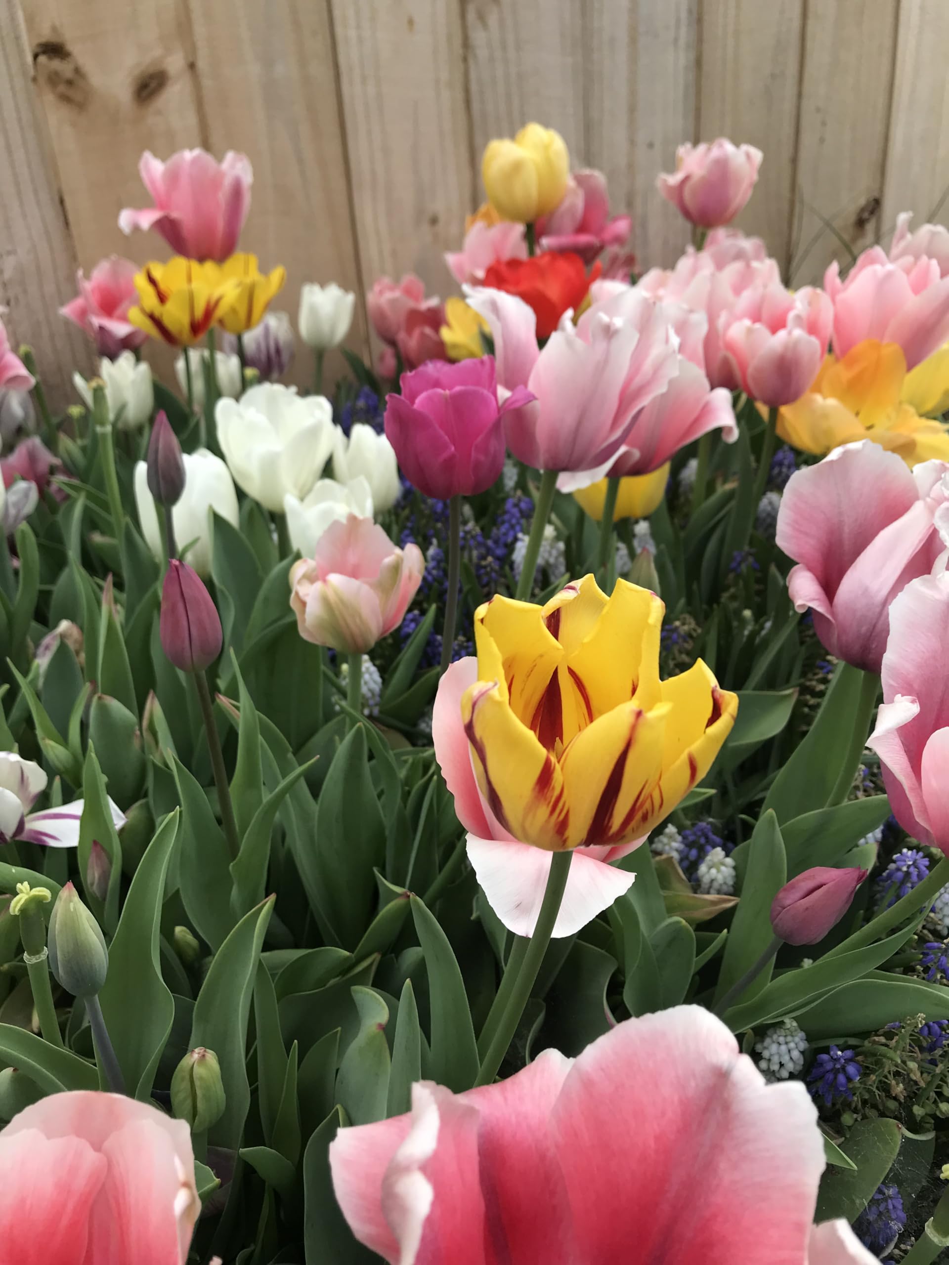 Daylily Nursery Perennial Tulip Mix rainbow blooms brighten border beds in spring