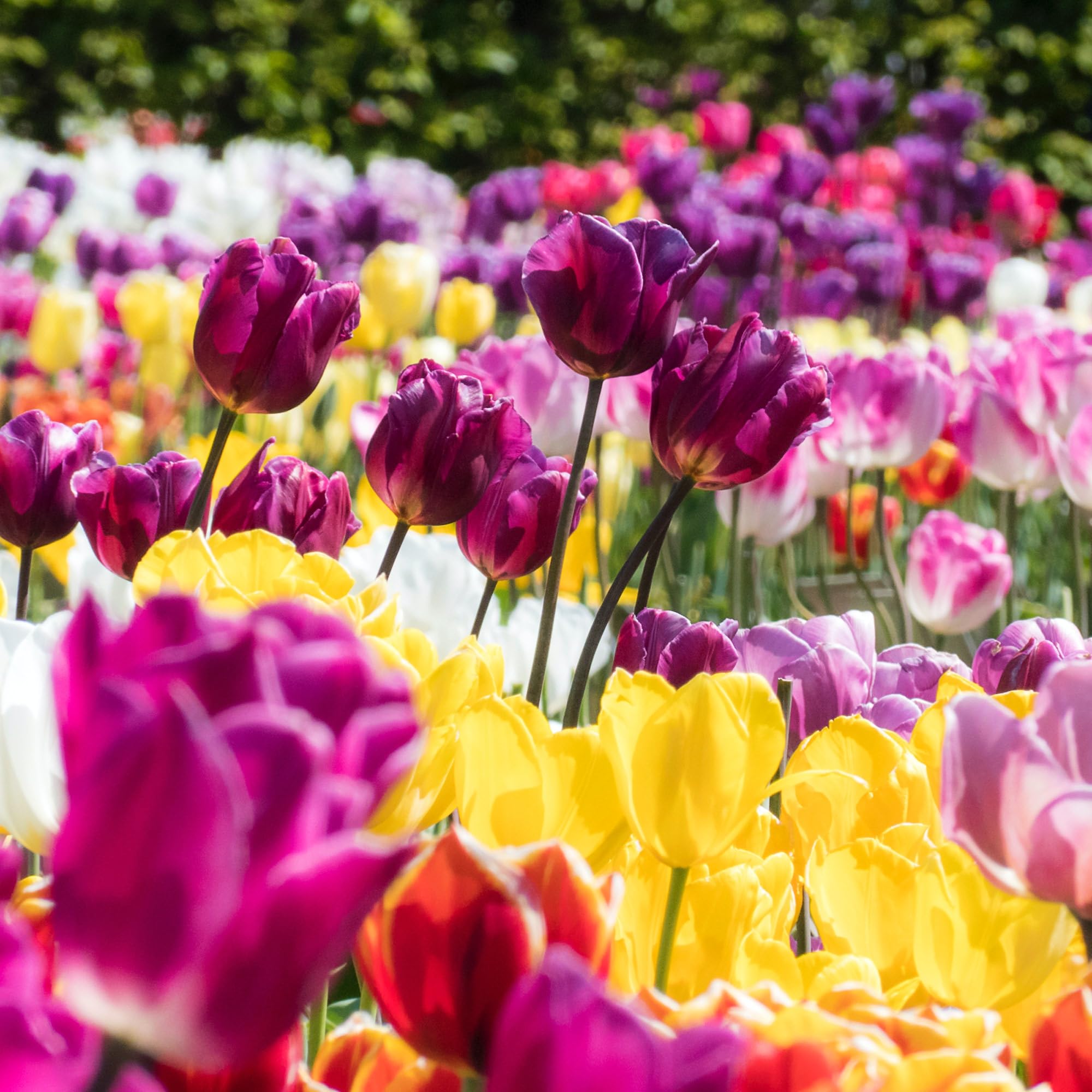 Daylily Nursery wind-resistant stems support blooms in breezy conditions.