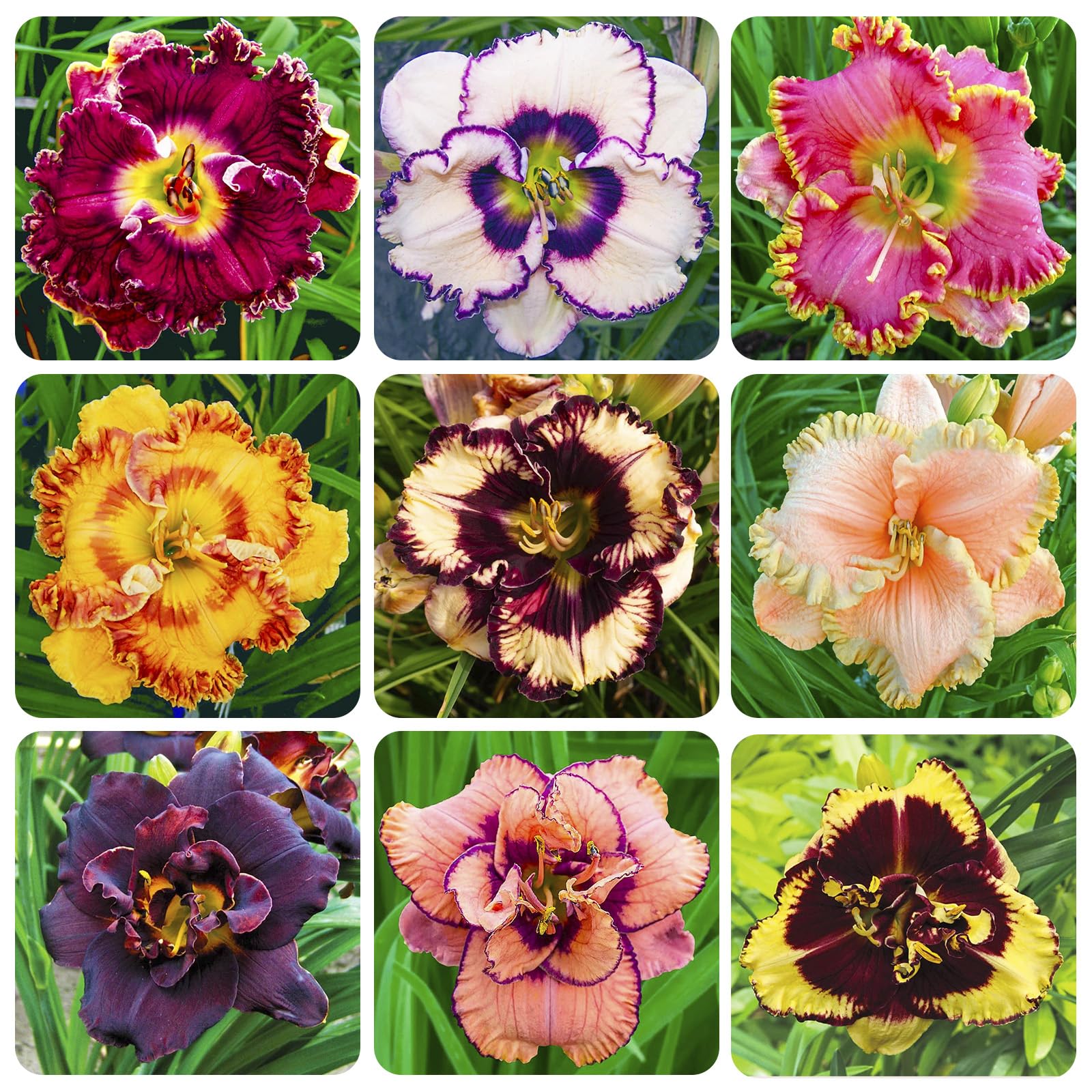 Daylily seeds mixed color 1 for border beds and seasonal color
