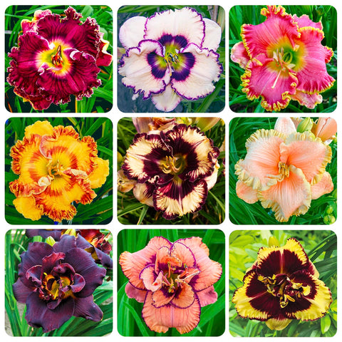 Daylily seeds mixed color 1 for border beds and seasonal color