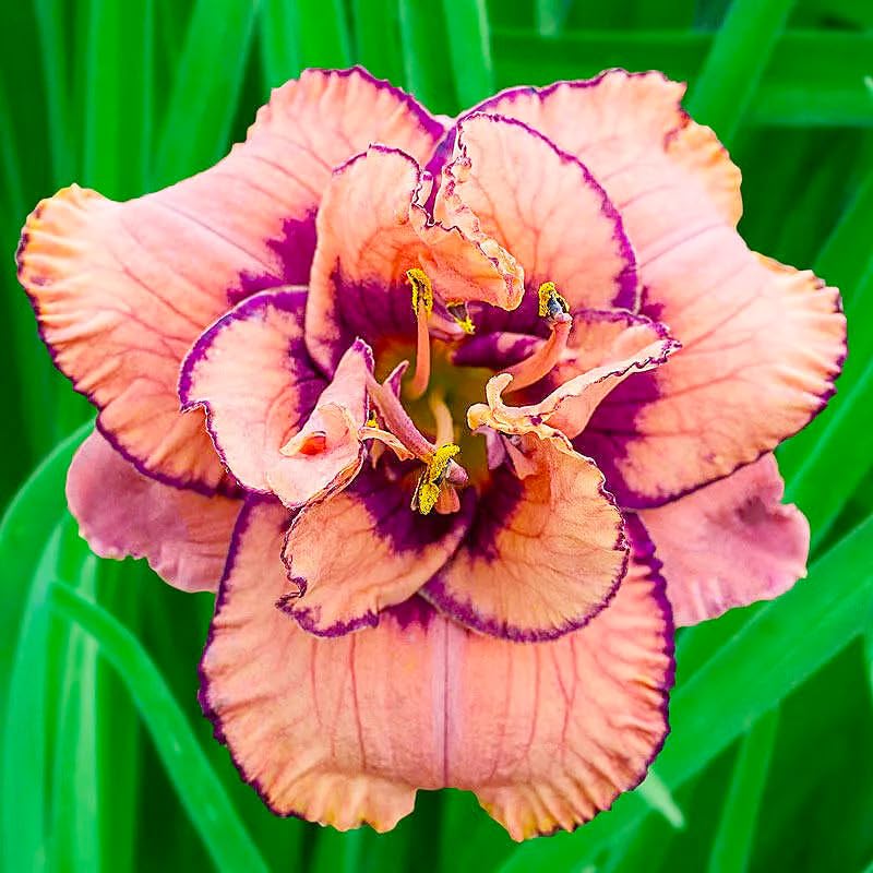 Daylily seeds mixed color 2 for mass plantings and garden depth