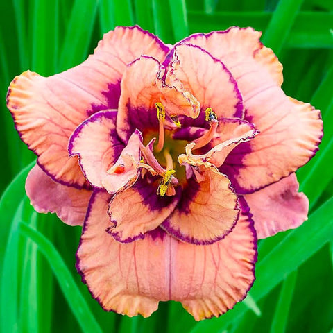 Daylily seeds mixed color 2 for mass plantings and garden depth