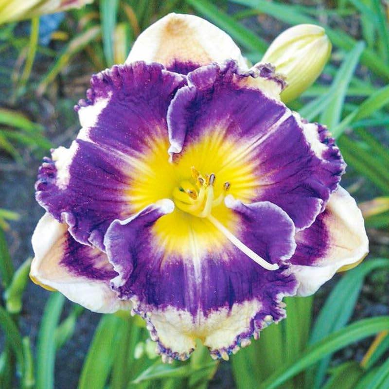 Daylily seeds mixed color 3 demonstrates drought-tolerant perennials