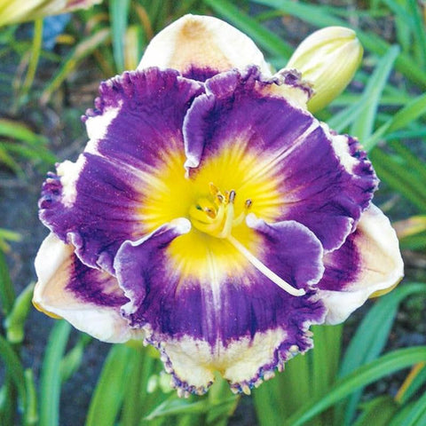 Daylily seeds mixed color 3 demonstrates drought-tolerant perennials