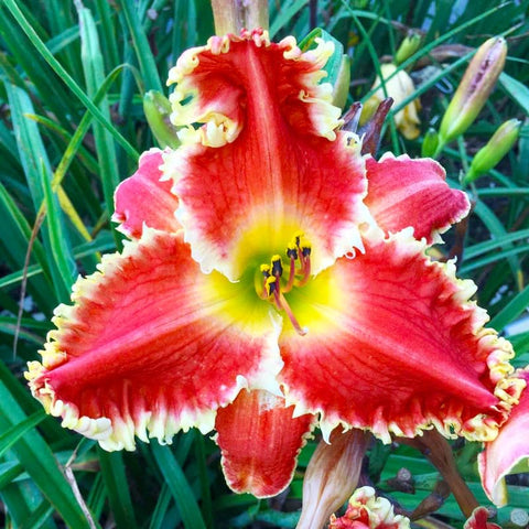 Daylily seeds mixed color 4 adding varied blossoms along borders