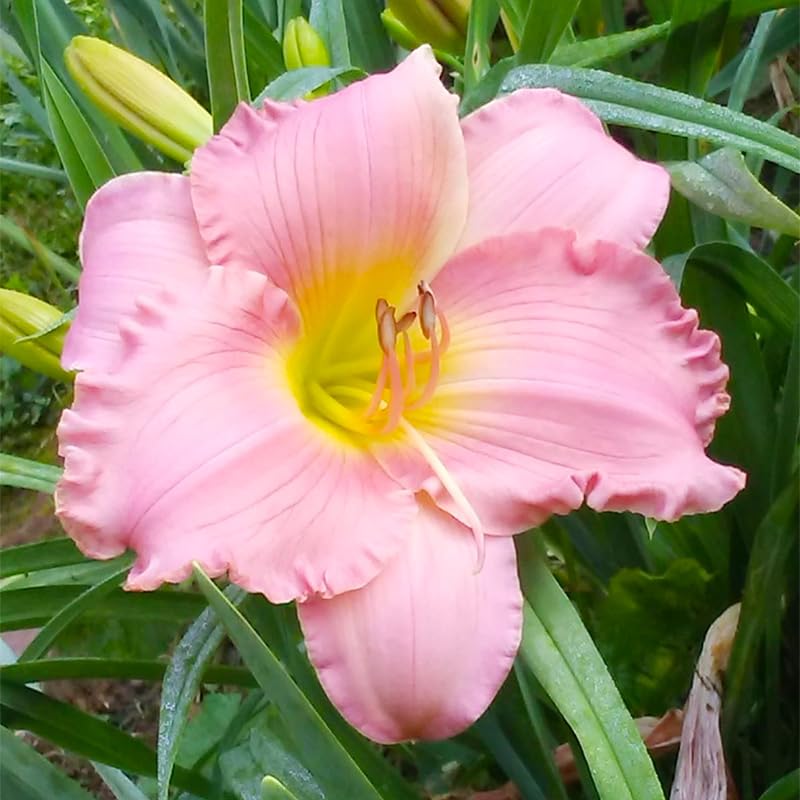 Daylily seeds mixed color 5 ideal for landscape mass plantings