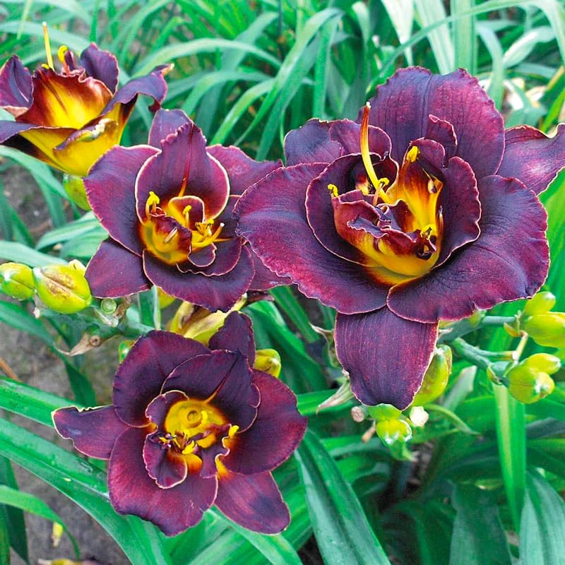 Daylily seeds mixed color 6 sow after frost for robust growth