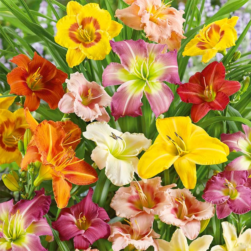 Daylily seeds mixed color 7 low-maintenance perennials for long-season color