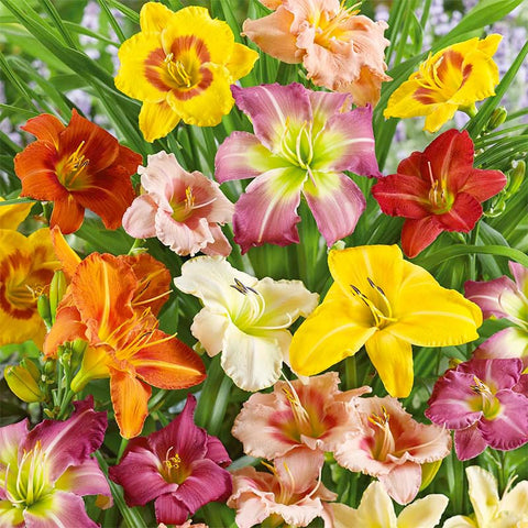 Daylily seeds mixed color 7 low-maintenance perennials for long-season color
