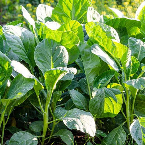 dearbridal Chinese broccoli plant with lush leaves for stir-fry