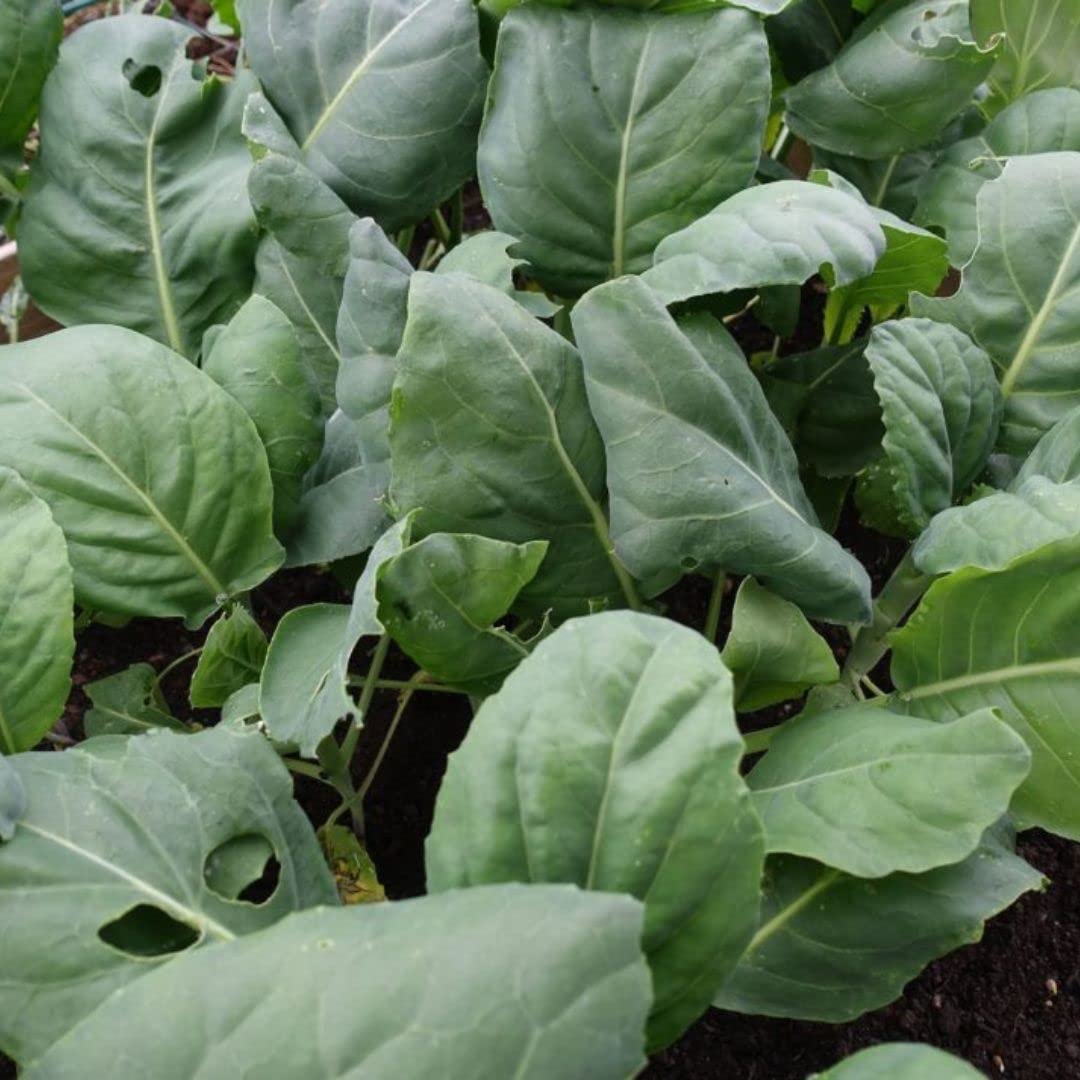 dearbridal kai-lan seeds bag, easy to grow for vibrant harvests