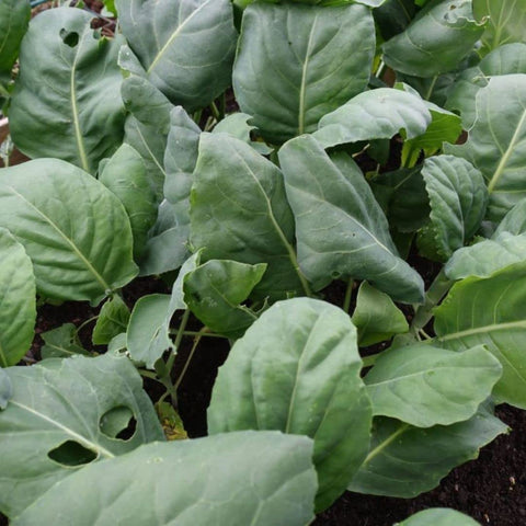 dearbridal kai-lan seeds bag, easy to grow for vibrant harvests
