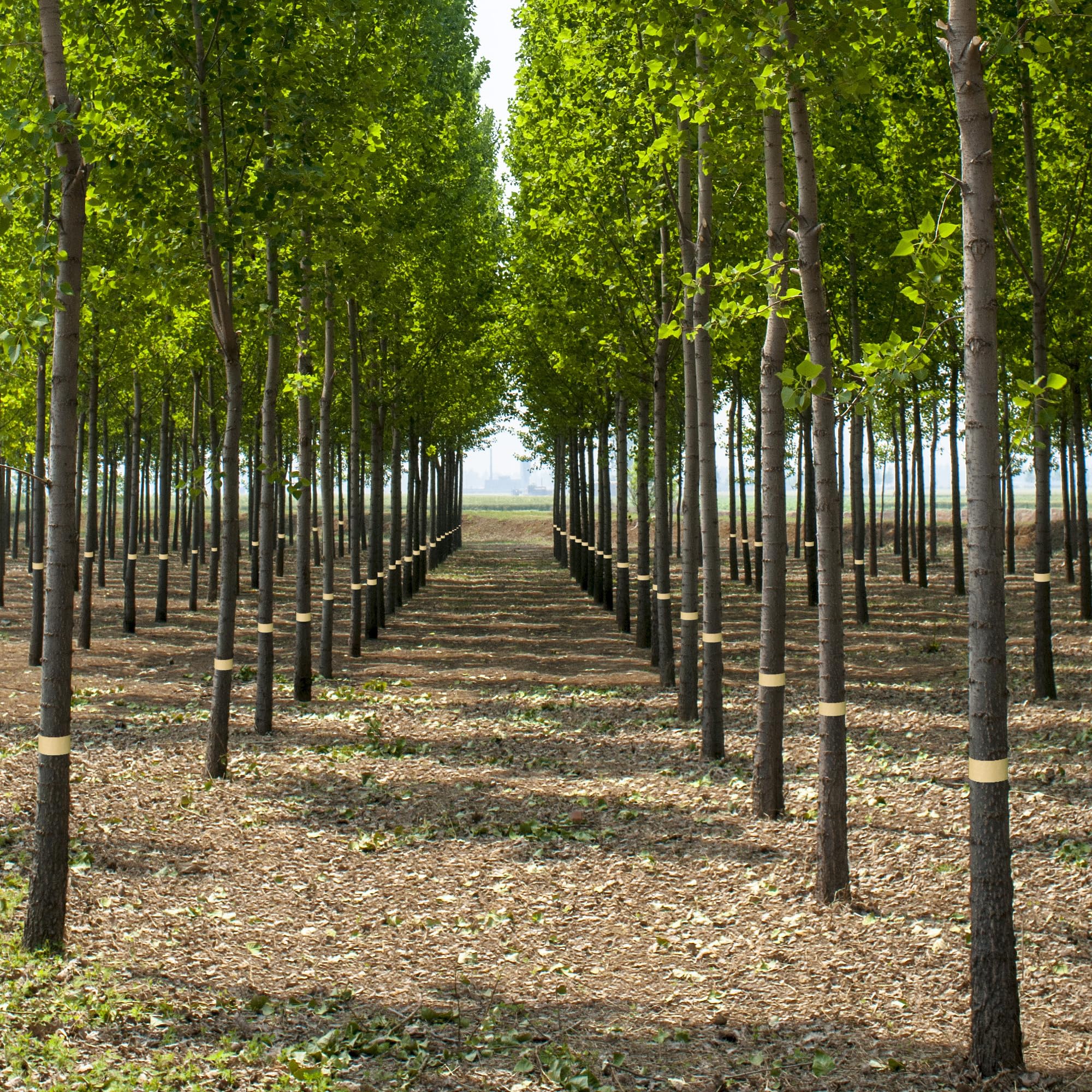 Coated kraft paper provides waterproof, durable protection against outdoor elements with DECOHS.
