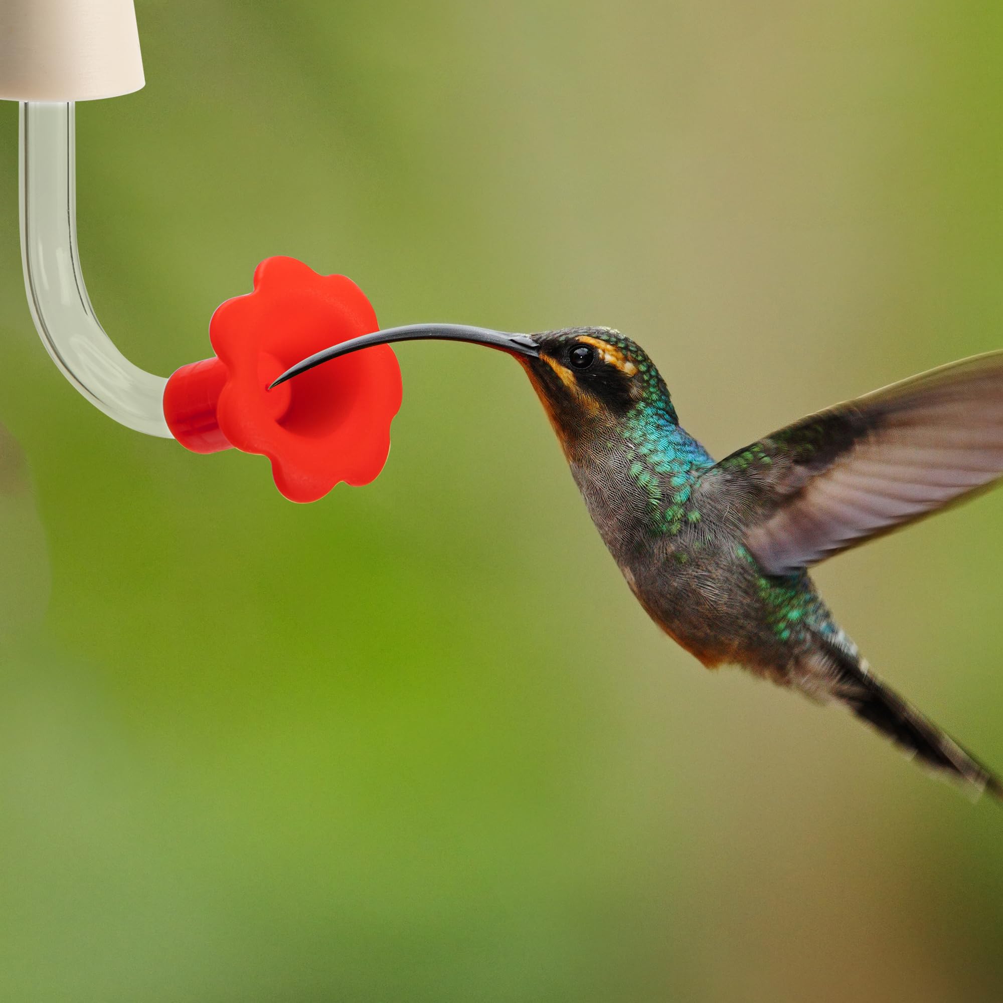DECOHS hummingbird tubes suitable for garden setups and seasonal feeder projects.