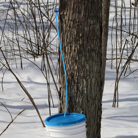 DECOHS maple syrup tubing in use for family-friendly sap collection.