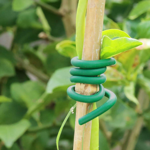 Using Decoroca ties to secure delicate vine stems indoors