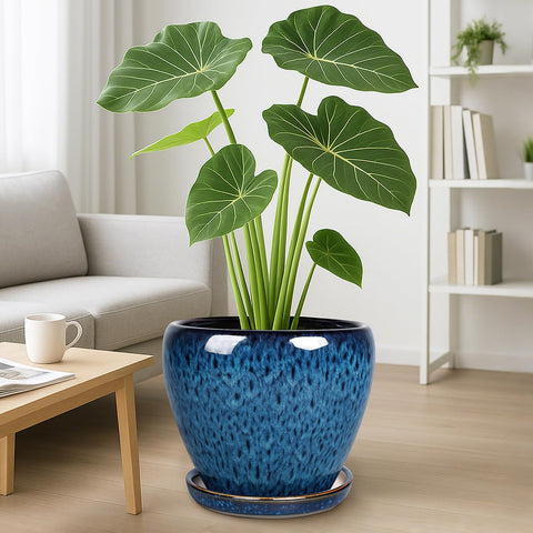 Deep Dream 10-inch diameter planter ideal for larger plants and displays.