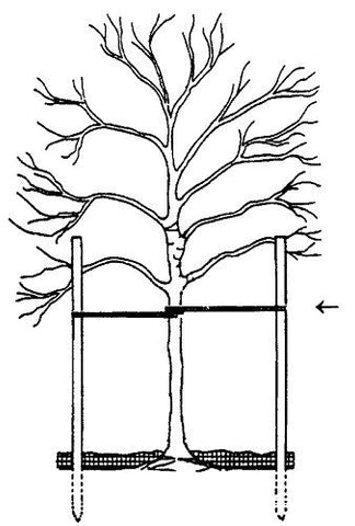 DeepRoot ArborTie is made in the USA, ensuring quality and dependable tree support.
