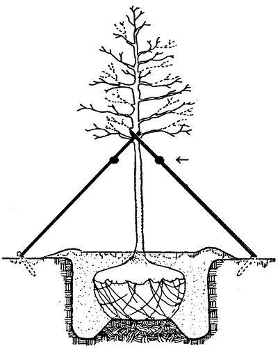 DeepRoot ArborTie is versatile for street, orchard, and landscape trees and easy to install.