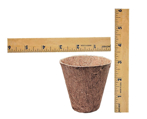 Deepthi biodegradable coir cups support transplant-ready seedlings in soil.