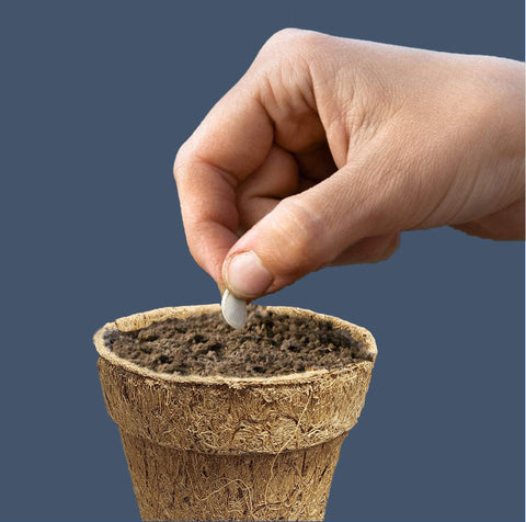 Deepthi eco-friendly pots suited for transplanting directly into soil.