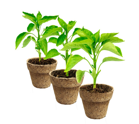 Deepthi 3-inch coir pots ideal for starting vegetables and herbs.