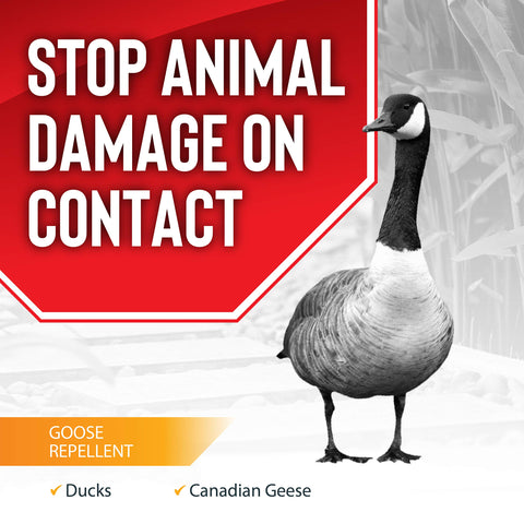 Deer Stopper Goose Stopper near garden beds highlights protection for flowers.