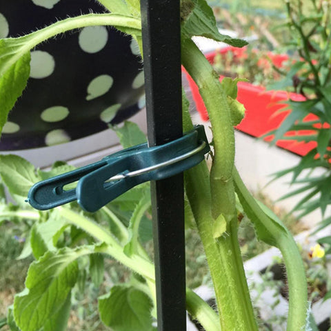 Delphinus clips on a grape trellis supporting climbing vines