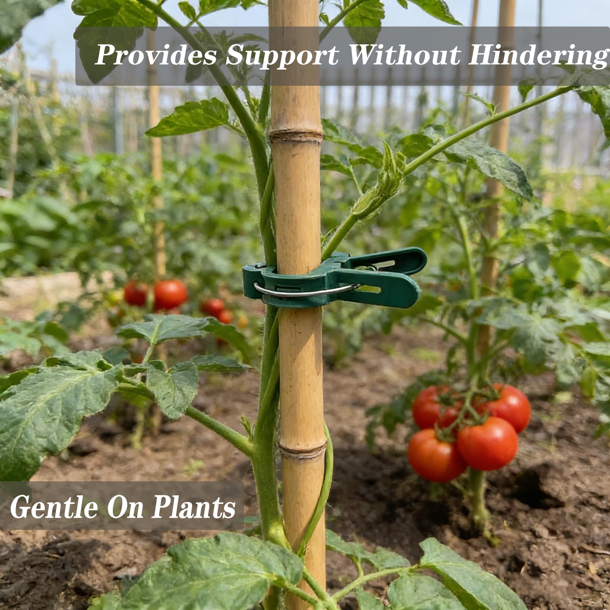 Delphinus clips supporting vines during stormy weather