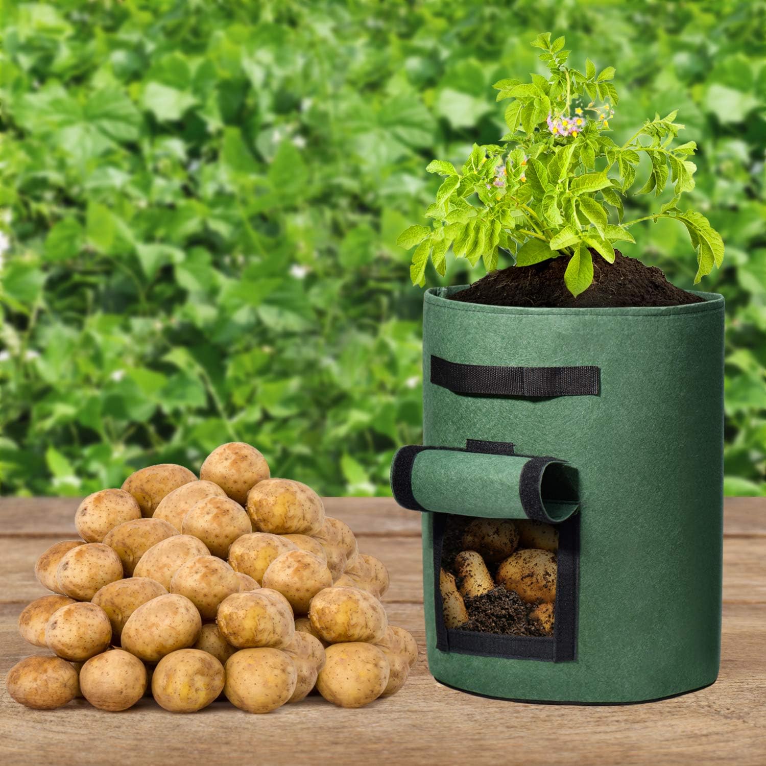 Delxo root-view window lets you check moisture and maturity.