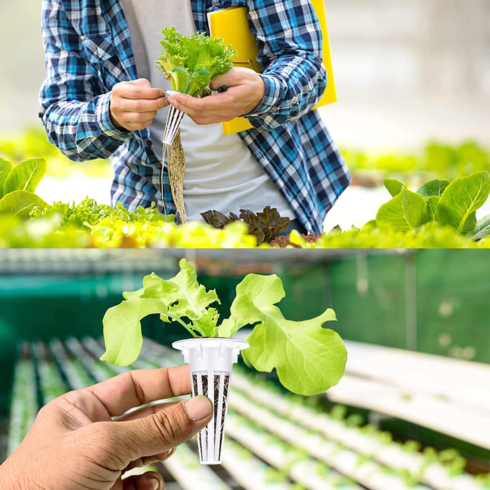 Denideliwu hydroponic kit simplifies setup with sponge seeds and labels.